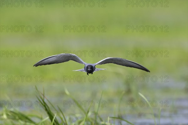 Black tern