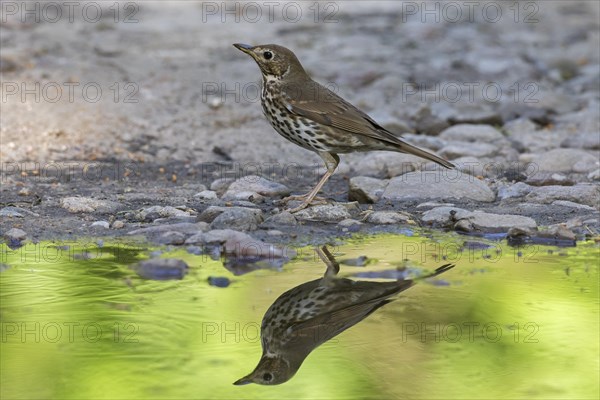 Song thrush