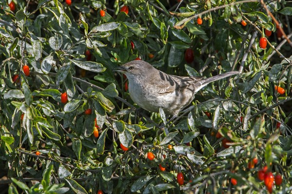 Barred warbler