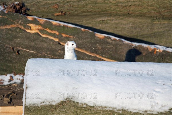 Stoat