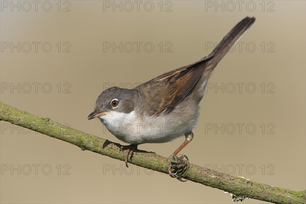 Common Whitethroat