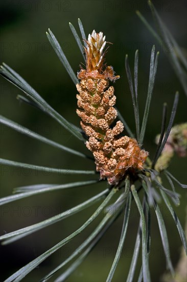 Branch with male flowers of Scots Pine