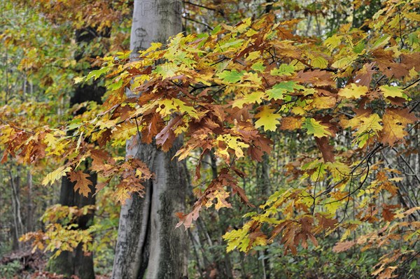 Leaves in autumn colours of northern red oak