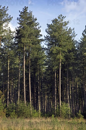 European black pine