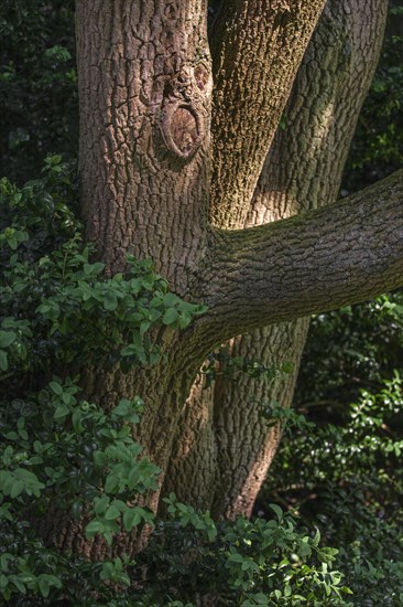 Trunk and foliage of European box