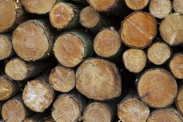 Stack of cut Norway spruce