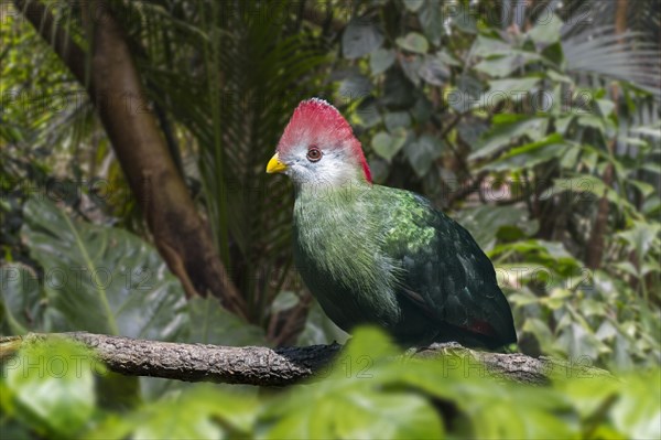 Red-crested turaco