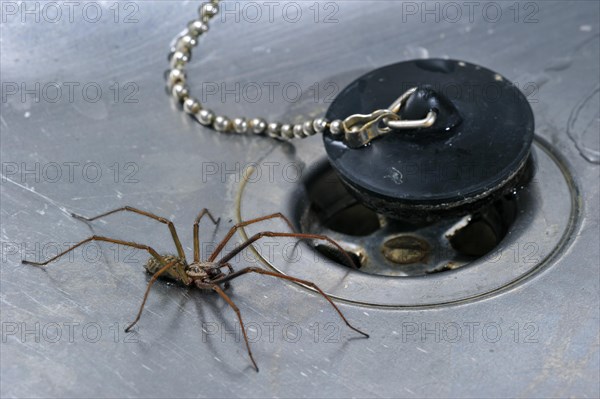 Giant house spider