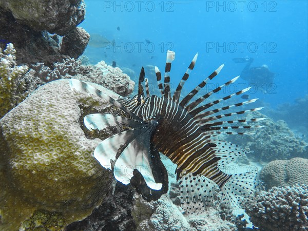 Pacific red lionfish