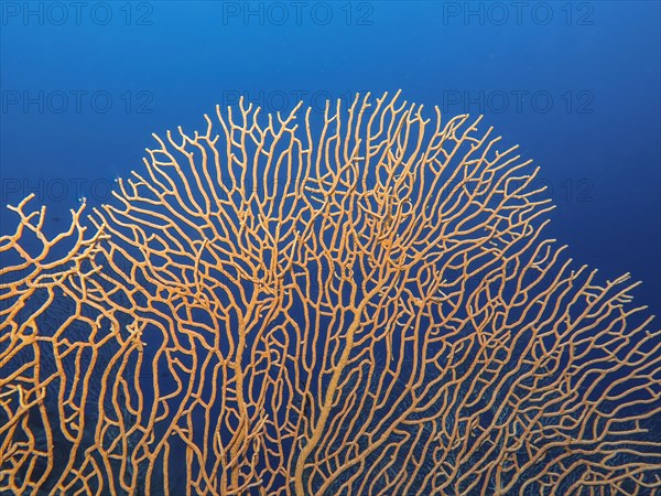 Gorgonian coral