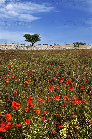 Cyclist on a side road between Noci and Alberobello