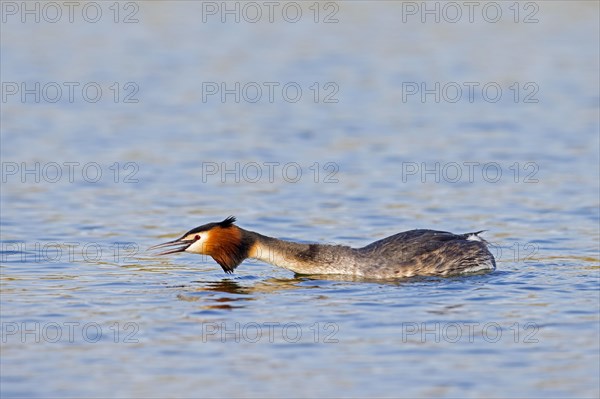 Great crested grebe