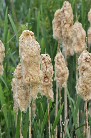 Common Bulrush