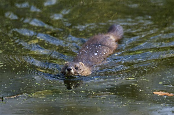 European mink