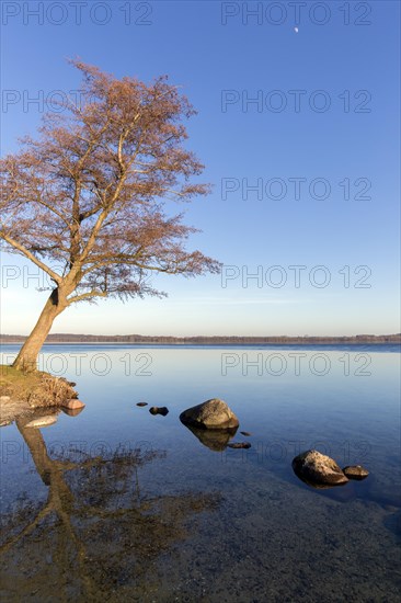 Tree on the shore of Grosser Ploener See