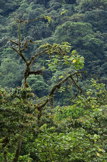 Cloud forest canopy showing moss covered branches with bromeliads