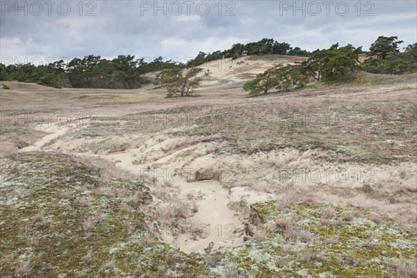 Scots pines in the Inland Dunes by Klein Schmoelen near the Elbe river