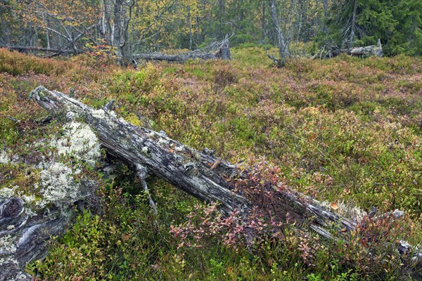 Fallen tree trunk covered in lichen left to rot in old-growth forest