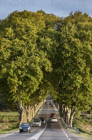 Plane trees