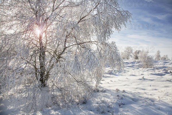 Downy birch