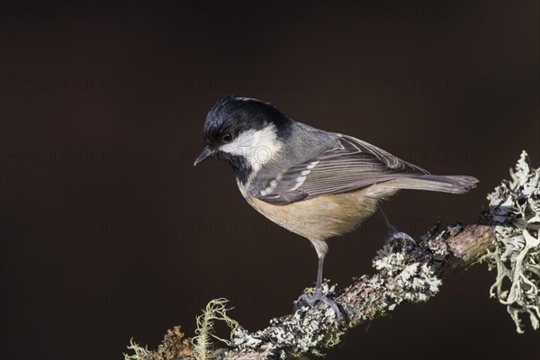 Coal tit