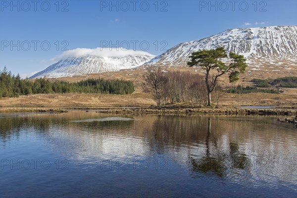 Scots pine