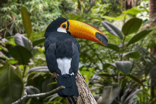 Toco toucan