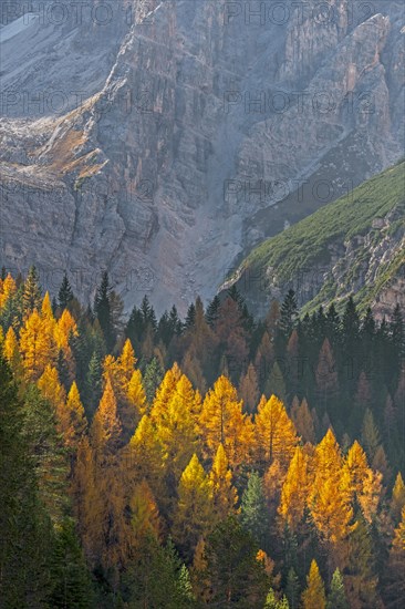 European larch