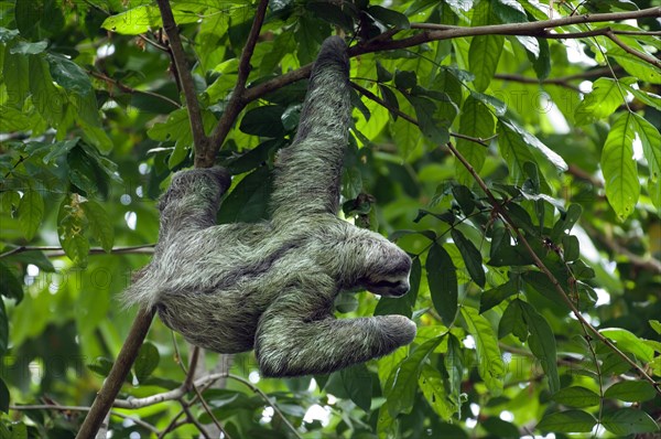 Brown-throated sloth