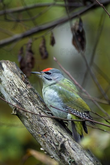 Grey-headed woodpecker