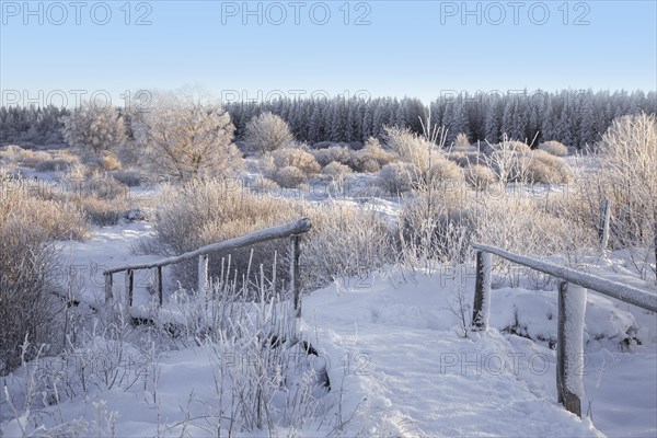 Boardwalk past downy birch