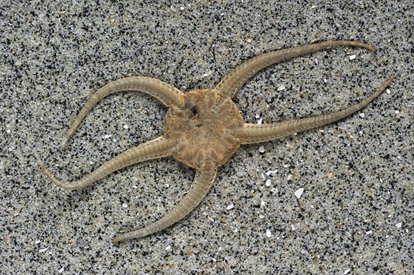 Dead brittle star