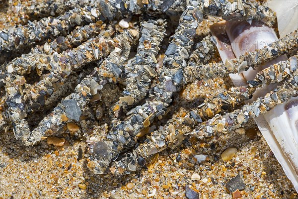 Tubes debris showing cemented sand grains and shell fragments from sand