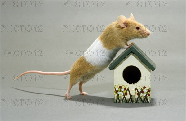 Curious domesticated mouse posing on little house