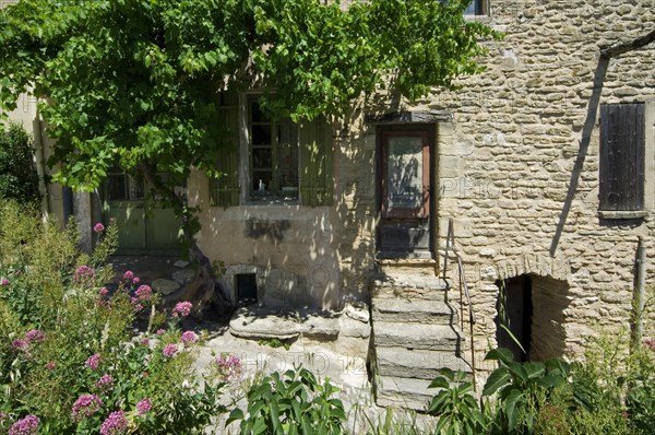 Grapevine growing on house front in alley of the village Gordes in the Vaucluse