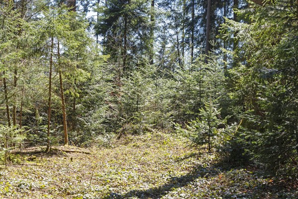 Forest