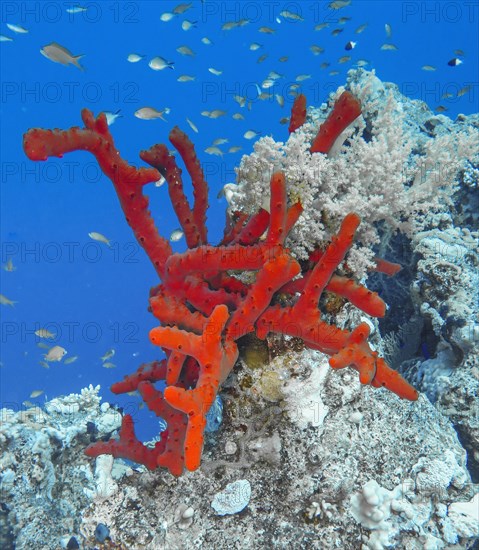 Red coral