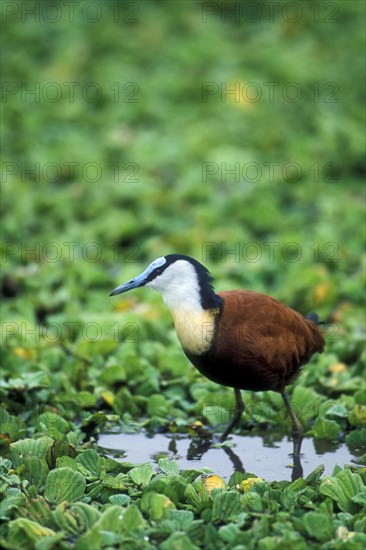 African jacana