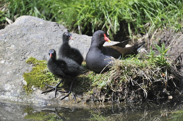 Common Moorhen