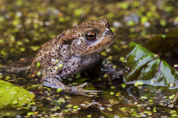 Common European toad
