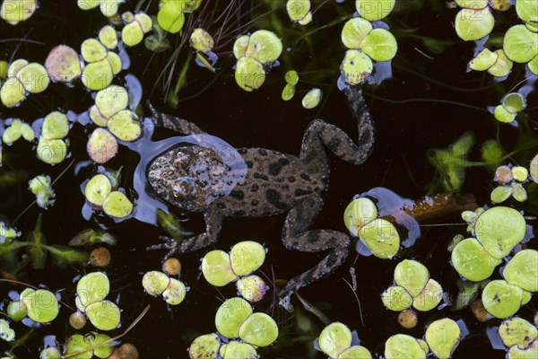 European fire-bellied toad