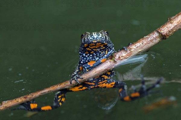 European fire-bellied toad