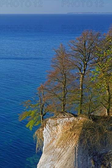 Beech trees on edge of eroded white chalk cliff in Jasmund National Park on Rugen Island in the Baltic Sea