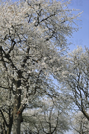 Cherry tree blossoming