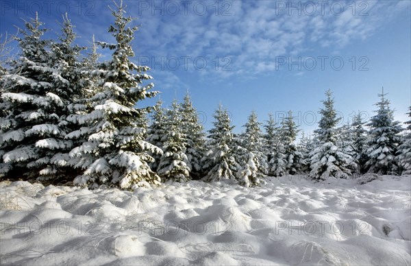 Spruce trees covered in snow in winter