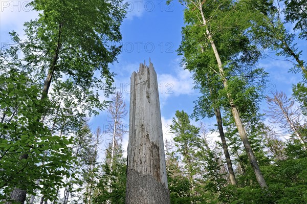 Broken tree trunk