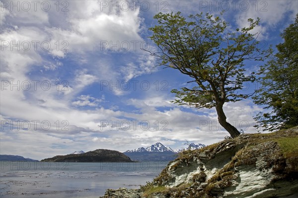 Lonely tree in the Tierra del Fuego National Park