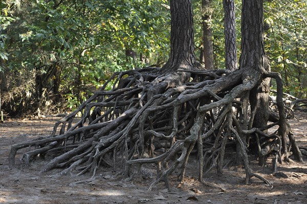 Exposed roots of pine trees due to soil erosion in forest at Kasterlee