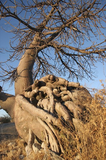 Baobab tree