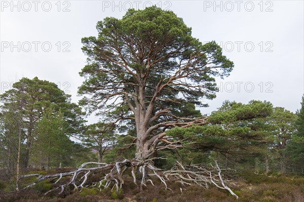 Old Scots pine